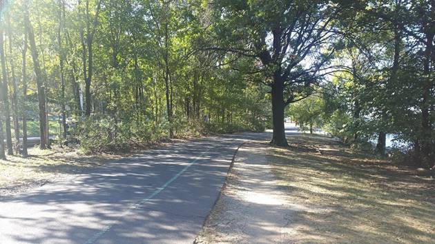 hudson greenway trees.jpg
